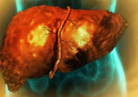 The Liver's Regeneration Block: How Alcohol Traps Cells in a State of Perpetual Repair Impasse
