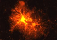 Unlocking the Brain's Secret Repair Crew: How Stress Hormones Orchestrate Myelin Restoration and Development