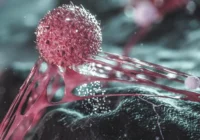 A Cellular Atlas of Breast Tumors Reveals Hidden Regions of Dormant Cancer Cells Protected by Their Microenvironment