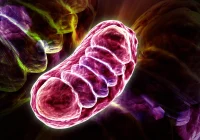 Leucine Inhibits Degradation of Outer Mitochondrial Membrane Proteins to Adapt Mitochondrial Respiration